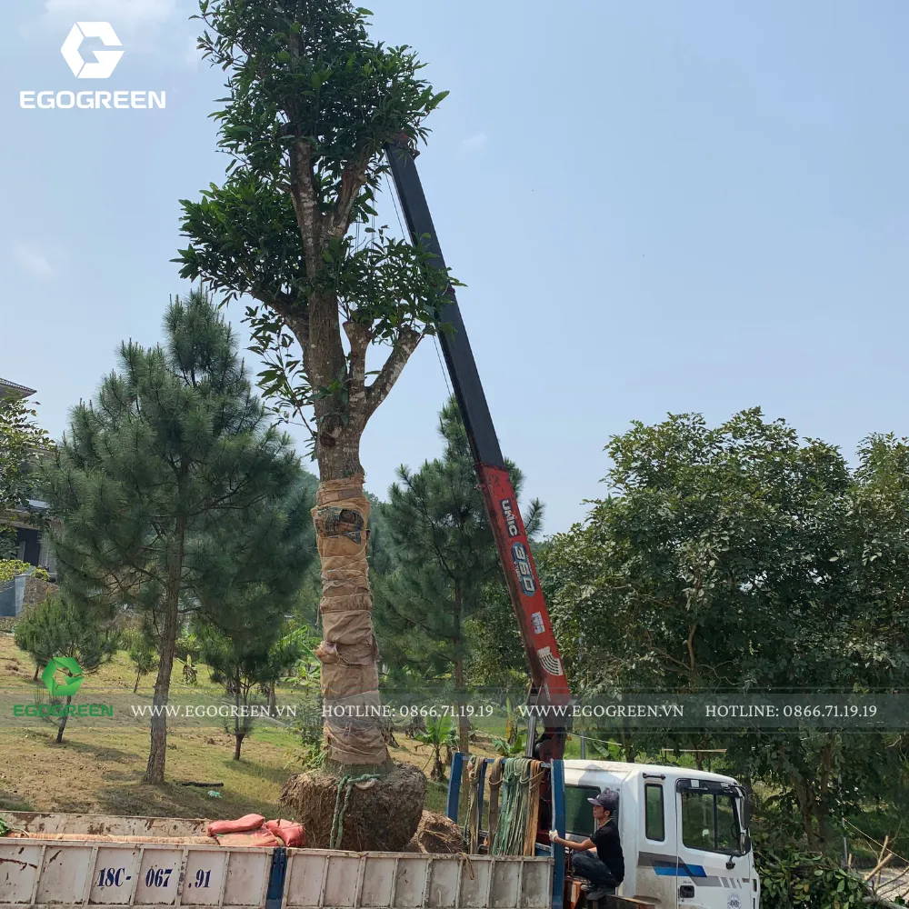 Những gốc cây to được trồng trước các loài cây, hoa nhỏ.